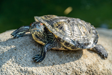 Obraz premium Water Turtle resting on the rcok at Hong Kong Park