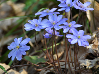 In spring, the Hepatica nobilis blooms in nature.