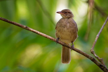 Streak-eared Bulbul - Pycnonotus blanfordi the bulbul family of passerine birds, found from Thailand and Malay Peninsula to southern Indochina, natural habitat is tropical moist lowland forests