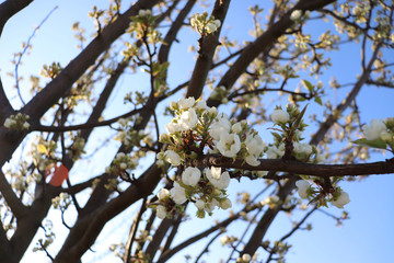Blooming pear tree