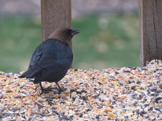 Cowbird