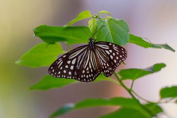 Dark Glassy Tiger - Parantica agleoides asian butterfly found in India that belongs to the crows and tigers, that is, the danaid group of the brush-footed butterflies family
