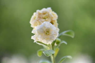 close up of white flowers