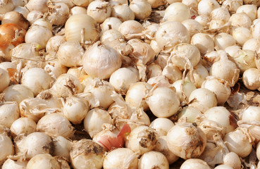 Load of organic white onions (allium cepa) in different sizes freshly harvested