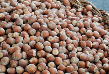 Basket filled with load of freshly harvested organic hazelnuts, selective focus