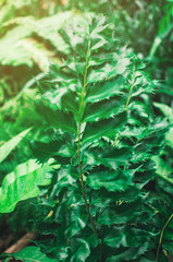 Abstract background of creative tropical leaves. Layout of green leaves from hot countries. The concept of nature, purity and oxygen.