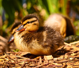Raps, Felder, gelb, Frühling, Landwirtschaft, Ölsaat, leuchtend, Anbau, Weite, Schönheit