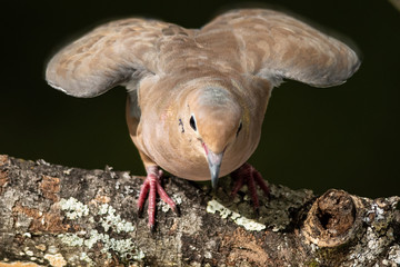 Mourning Dove About to Hop from a Weathered Tree Branch