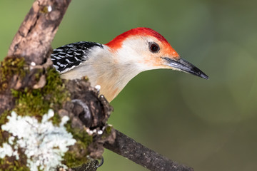 Red-bellied Woodpecker Perched on a Branch of a Tree