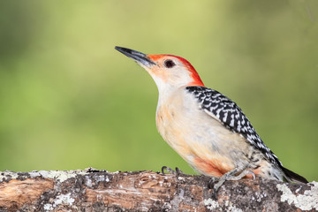 Red-bellied Woodpecker Perched on a Branch of a Tree