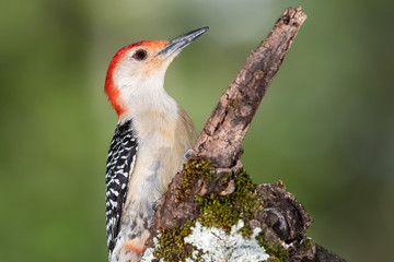 Red-bellied Woodpecker Perched on a Branch of a Tree