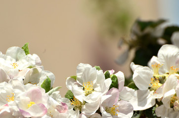 Spring white blossom branch , photo