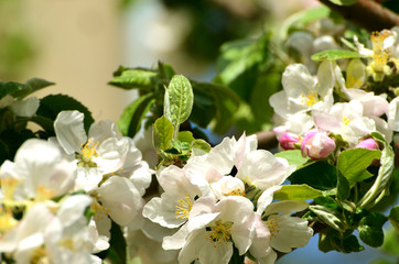 Spring white blossom branch , photo