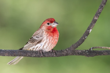 Curious Little House Finch Perched in a Tree