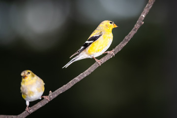 Pair of American Goldfinch Perched in a Tree