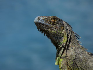 close up of a iguana