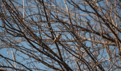 a Sparrow sits on a tree branch, blue sky