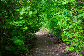 path in the forest