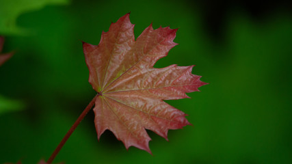 red maple leaf