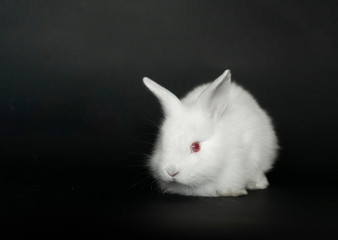 Beautiful white baby rabbit on black background