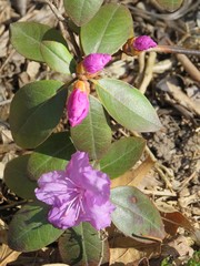 Obraz premium Rhododendron First Flowers