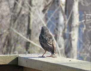 Starling Back View
