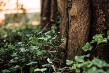 many green ivy leaves wrapping tree trunks and earth in a green botanical garden in spring. Template for design. Copy space.