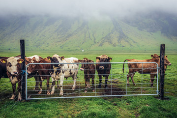 Herd of cows on a grazing land in southern part of Iceland - obrazy, fototapety, plakaty