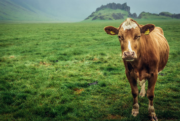Single cow on a grazing land in southern part of Iceland