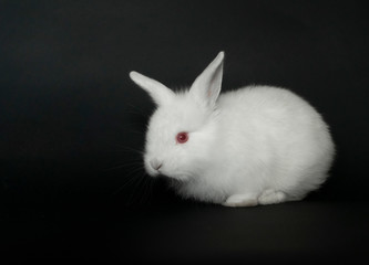 Beautiful white baby rabbit on black background
