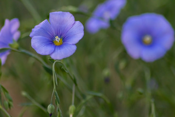 Bezaubernde blaue Bl&uuml;ten im heimischen Garten erfreuen den G&auml;rtner bei der Gartenarbeit und zeigen zarte blaue Bl&uuml;ten im Gegenlicht an einem Fr&uuml;hlingsabend vor unscharfem Hintergrund