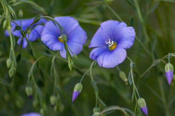Bezaubernde blaue Blüten im heimischen Garten erfreuen den Gärtner bei der Gartenarbeit und zeigen zarte blaue Blüten im Gegenlicht an einem Frühlingsabend vor unscharfem Hintergrund
