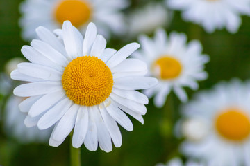 Margeriten (Leucanthemum) auf bunter Frühlingswiese mit schönen weißen Blütenblättern und...