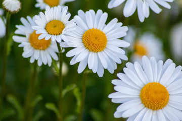 Margeriten (Leucanthemum) auf bunter Frühlingswiese mit schönen weißen Blütenblättern und...