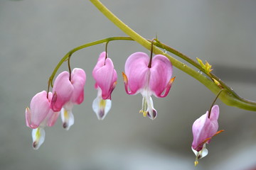 bleeding heart flower