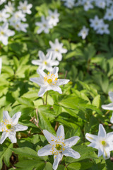 Anemone nemorosa is an early-spring flowering plant