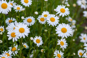 Margeriten (Leucanthemum) auf bunter Frühlingswiese mit schönen weißen Blütenblättern und...