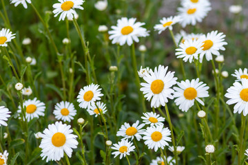Margeriten (Leucanthemum) auf bunter Frühlingswiese mit schönen weißen Blütenblättern und...