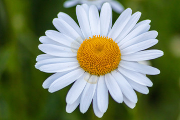 Margeriten (Leucanthemum) auf bunter Frühlingswiese mit schönen weißen Blütenblättern und...