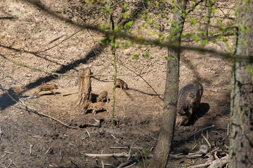 Obraz premium Wild boar - Sus scrofa - young in the forest in its natural habitat. Photos of wild nature.