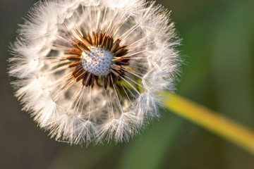 Makro einer flaumigen Pusteblume (gewöhnlicher Löwenzahn, Taraxacum sect. Ruderalia) im Sonnenschein am Abend zeigt filigrane Samen und Flugschirme und Achänen als Nahaufnahme