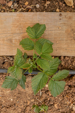 Close up of young new green raspberry bush. View from above with copy space. Rubus idaeus.  A seedling in the open air grows close up in the garden. Agriculture organic malina grows near a wooden path