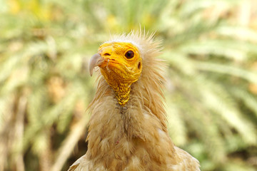 Egyptian vulture in Socotra island, Yemen.