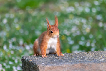 Naklejka na ściany i meble Rot-braunes Eurasisches Eichhörnchen ist auf Futtersuche in einem Park und auf der Jagd nach Haselnüssen und leckeren Eicheln für die Anlage von Winterspeck oder anstrengende Nagetiere-Paarungszeit