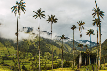 beautiful landscape of the Cocora valley, Colombia
