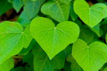 background with heart-shaped leaves.Heart-shaped green leaves climbing vines Cow-wine ivy the most sifted forest plant growing in the wild