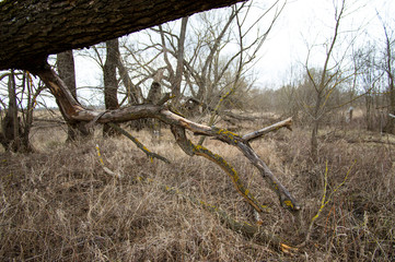 tree structure, the branches are twisted