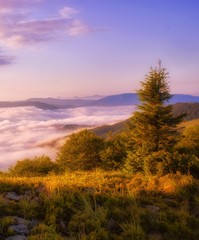 Fototapeta na wymiar foggy summer sunrise image, vertical dawn scenery, awesome morning landscape, beautiful nature background in the mountains, Carpathians, Ukraine, Europe