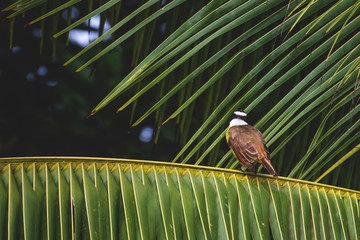 bird on a branch