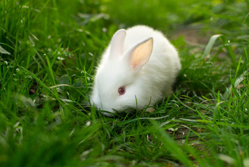 Beautiful white baby rabbit in green grass.